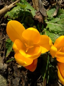 Bloom spring flower yellow photo