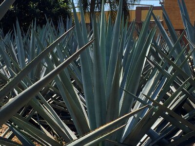 Tequila mexico