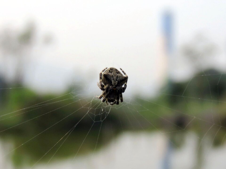 Spider web spider hex quentin chong