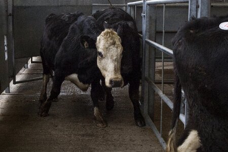 Animal market bovine photo