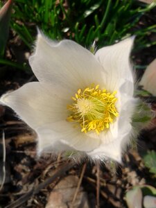 Bloom spring white
