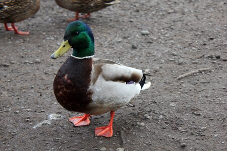 Mallard bird