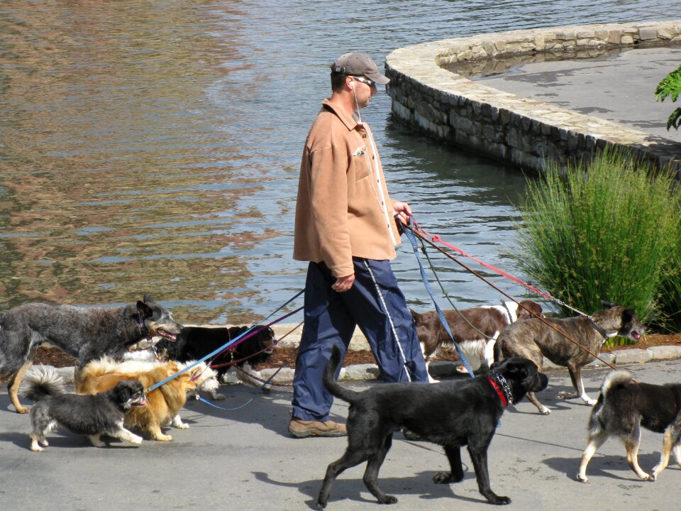 Dogwalker dogwalking animal