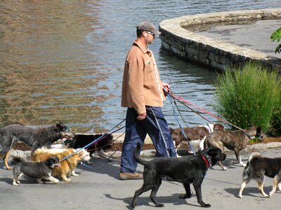 Dogwalker dogwalking animal