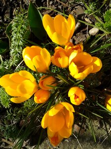 Yellow spring flower harbinger of spring