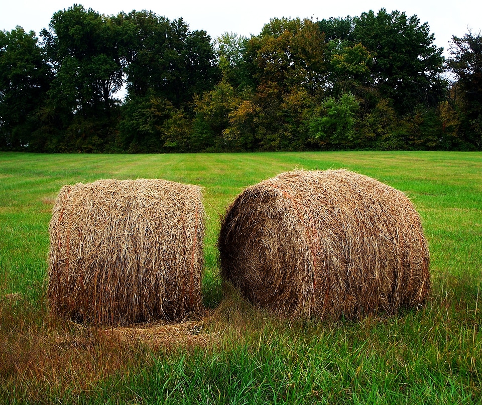 Straw agriculture farm
