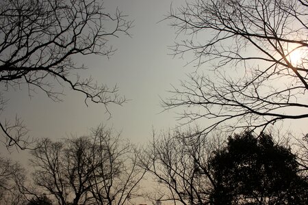 Tree the scenery dead leaves