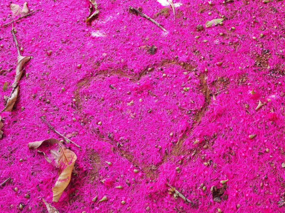 Nature heart leaves