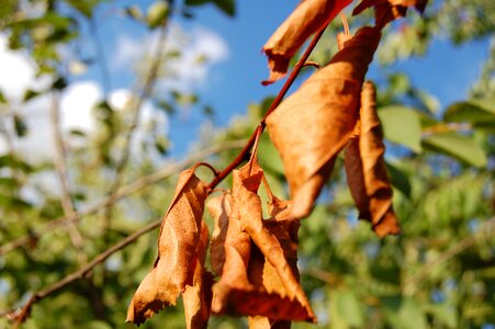Plant tree plants