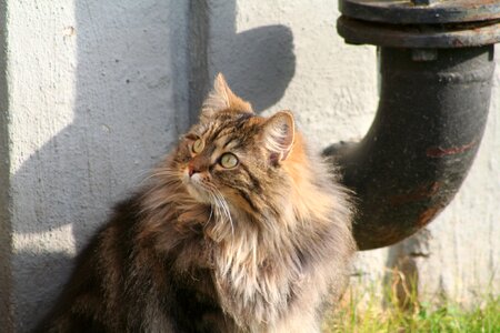 Face cat animal fur