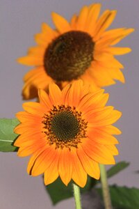 Flora yellow