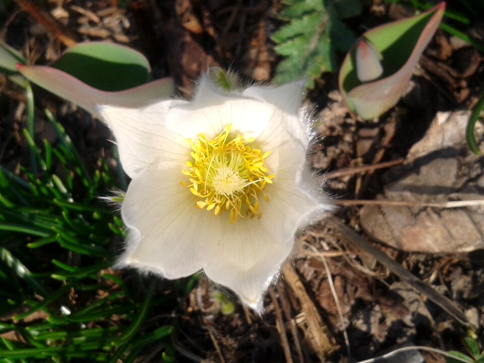 Nature blossom bloom