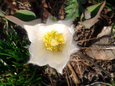 Nature blossom bloom