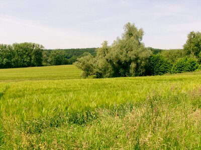 Field meadow landscape