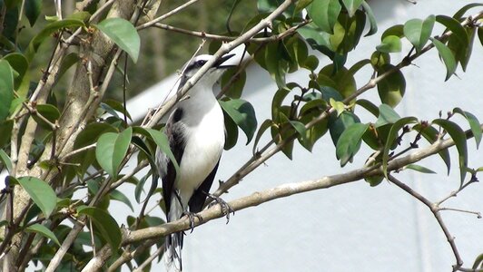 Flying tropical birds encyclopedia