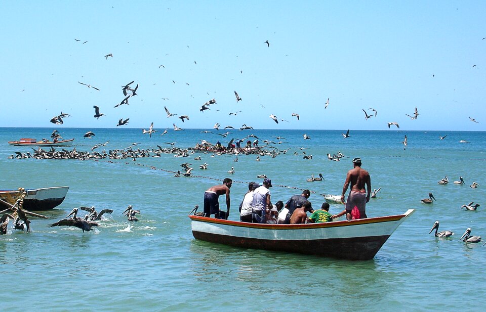 Daisy bay sea