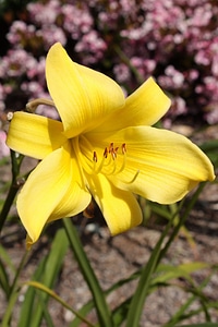 Yellow plant nature