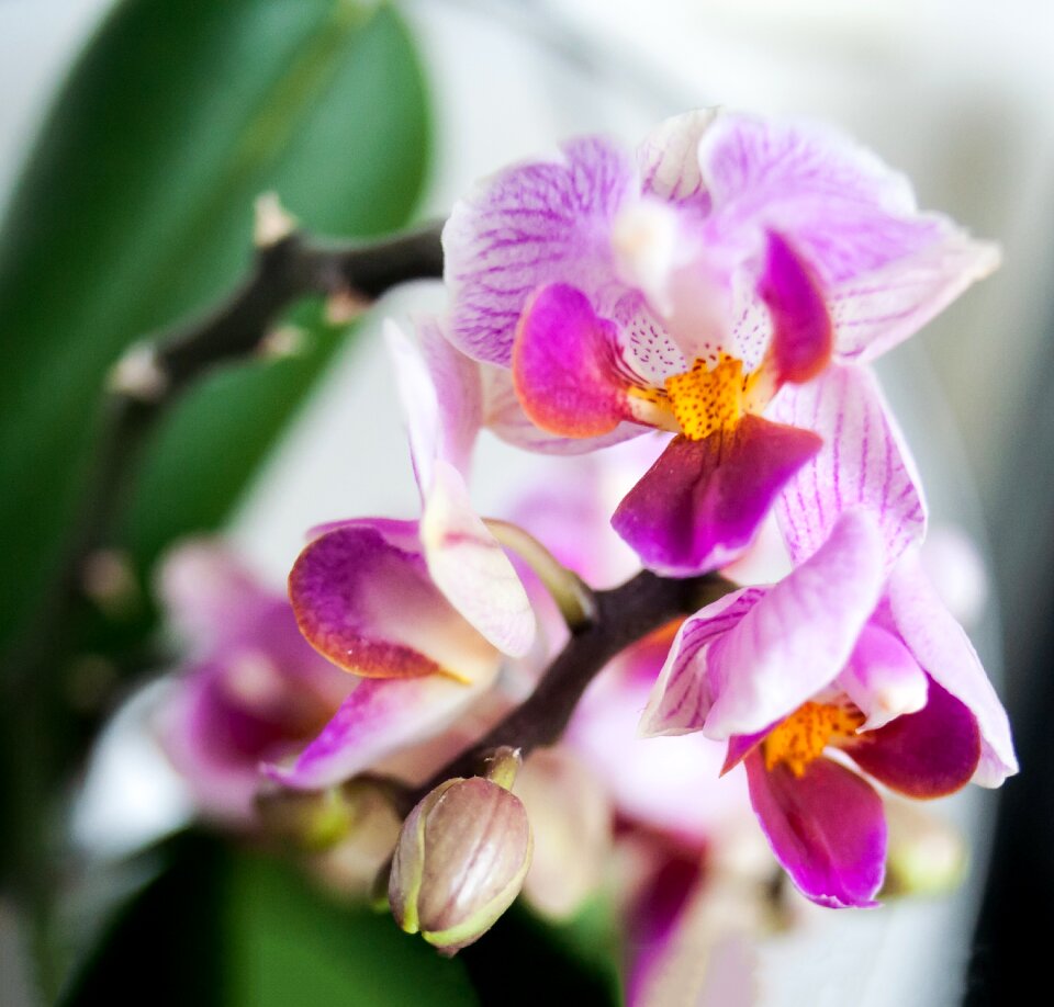 Green purple white