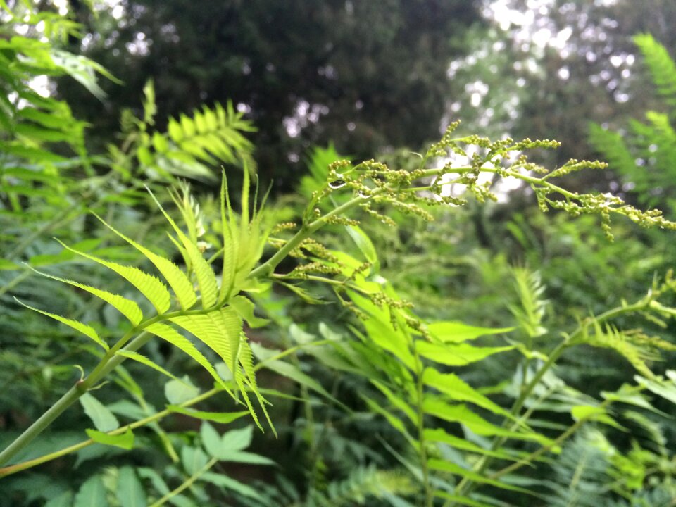 The leaves summer green