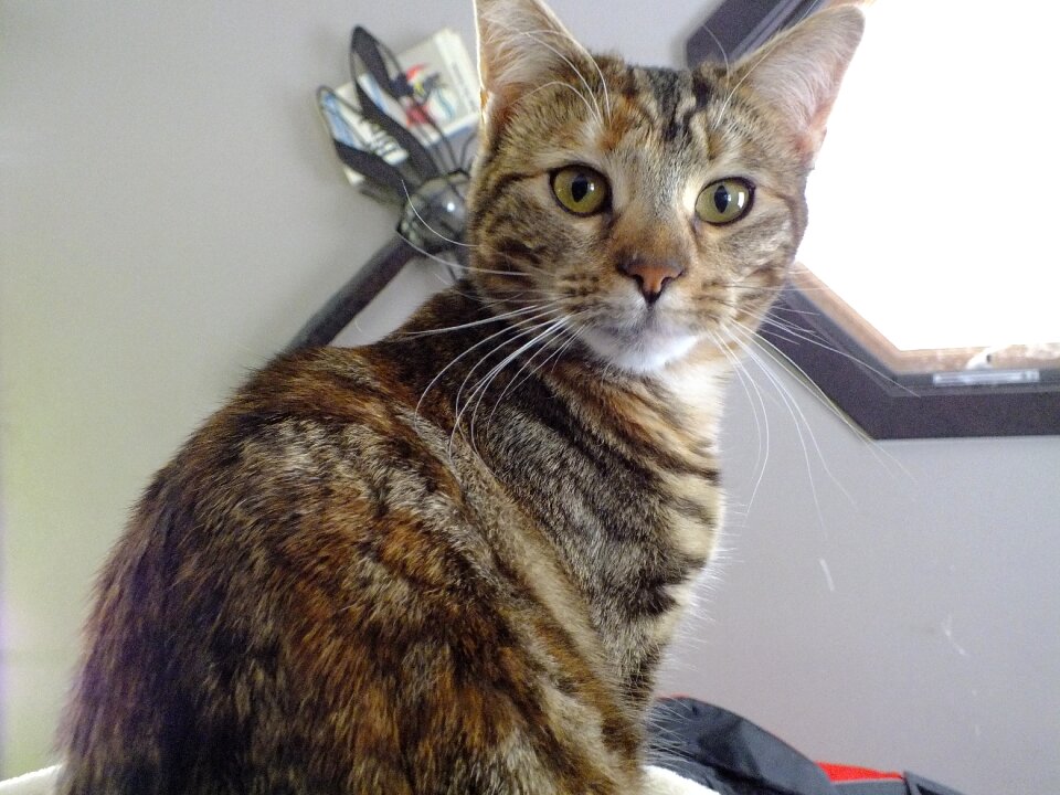 Animal kitty tortiseshell