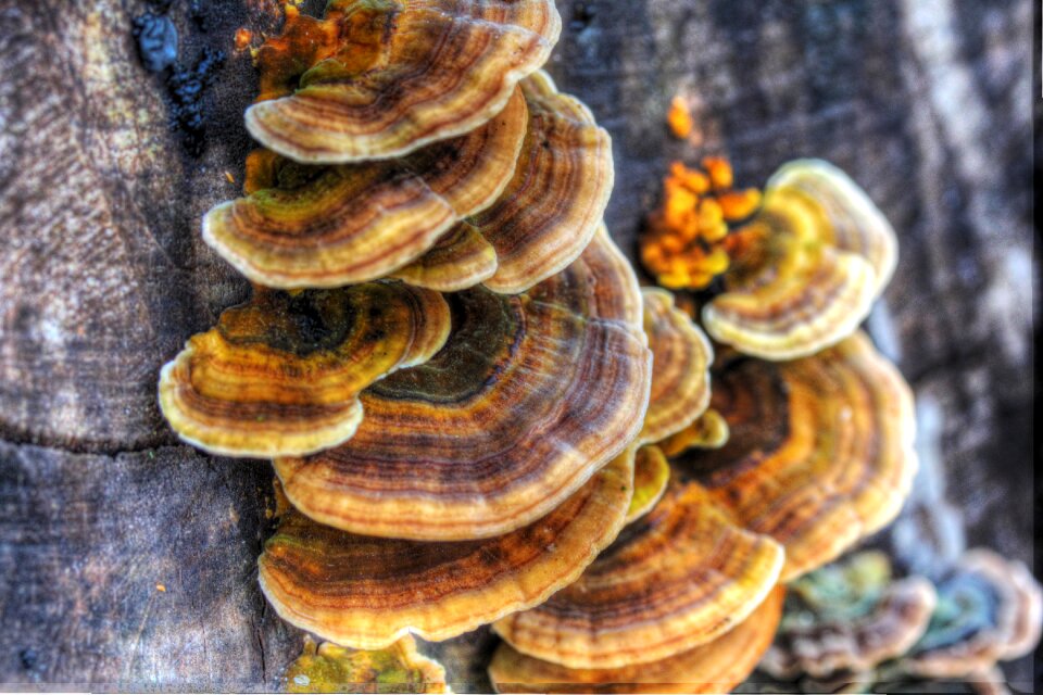 Wood trees hdr