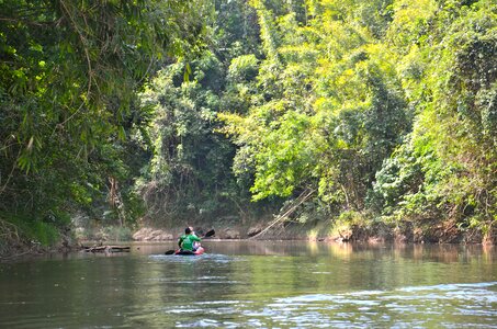 Canoe water jungle