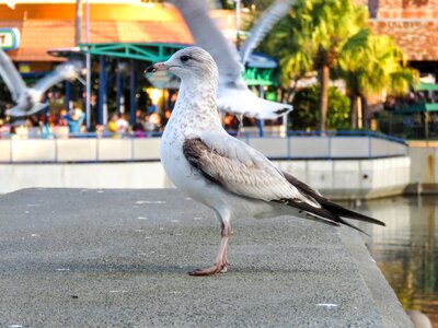 Gull wildlife side-face