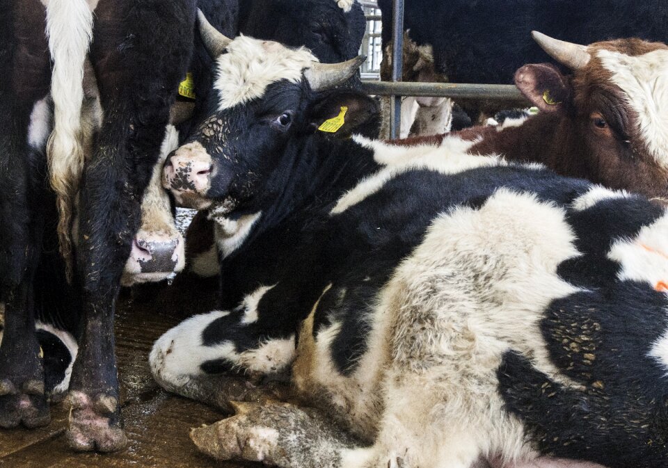 Animal cattle livestock