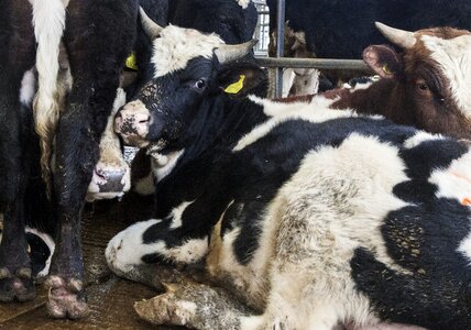 Animal cattle livestock