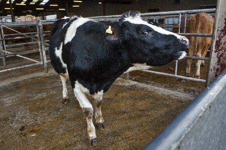 Milk industry heifer photo