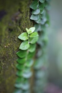 Flag plant nature