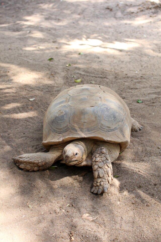 Animal reptilian slow