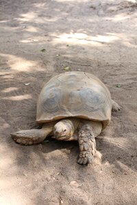 Animal reptilian slow