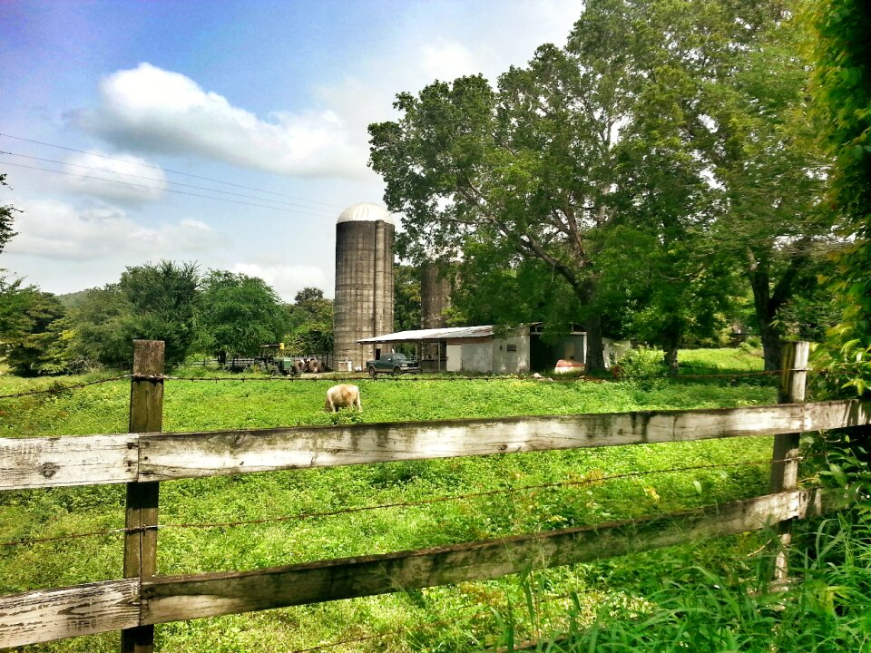 Puerto rico green cow