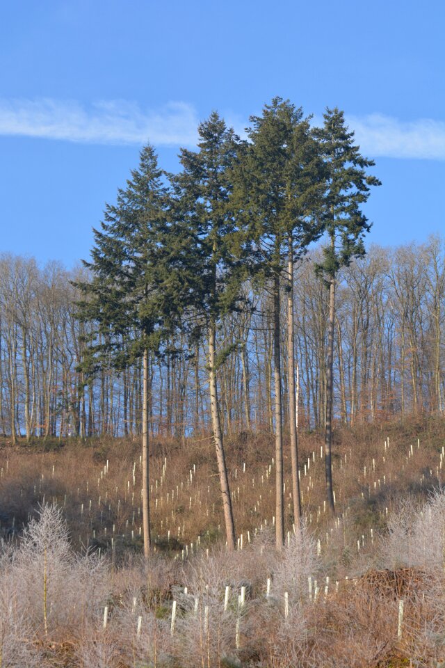 Trees birch landscape