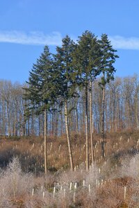 Trees birch landscape