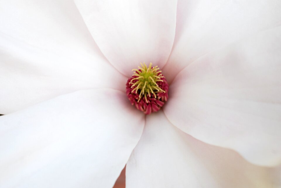 Flower calyx blossom white sheet