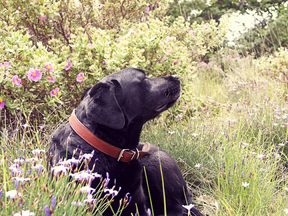 Lying dog grass meadow