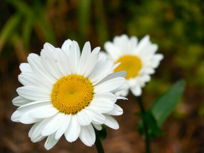 Spring floral white photo