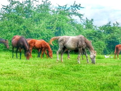 Puerto rico green photo