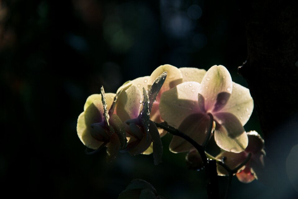 Plant nature orchid
