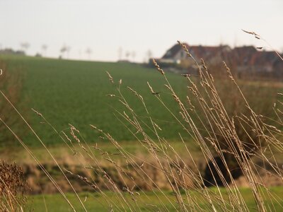 Field landscape fields