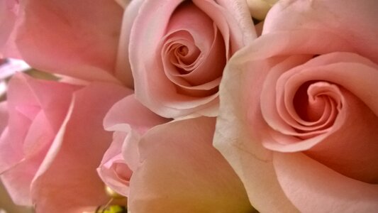 Pink red roses love