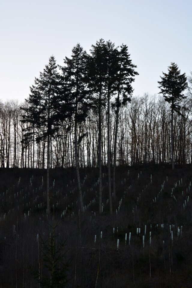 Trees birch landscape