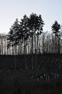 Trees birch landscape