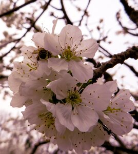 Bloom cherry blossom bee photo