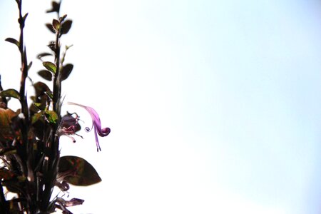 Delicate houseplants blooming photo