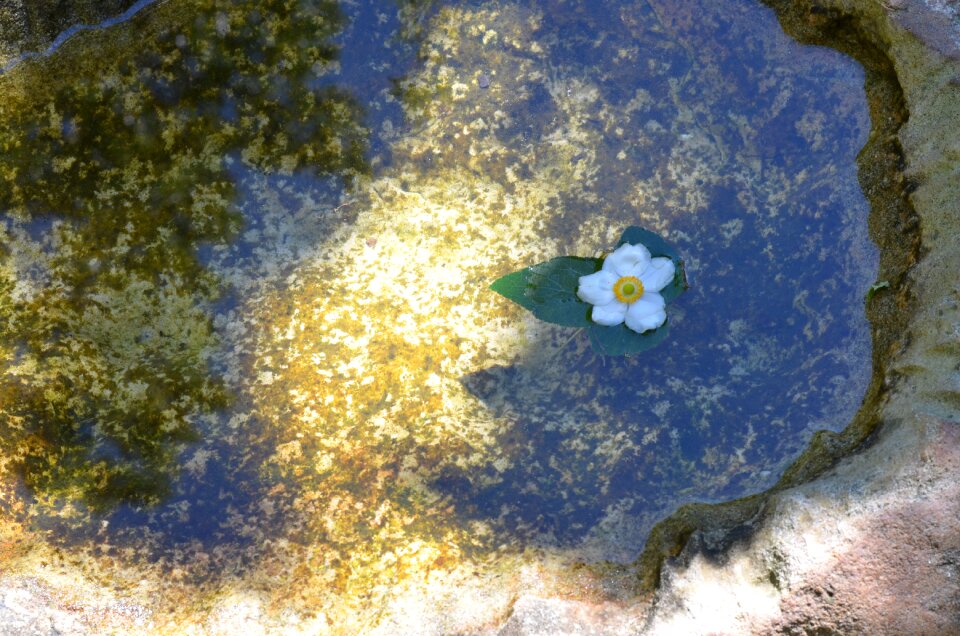 Afternoon flowers reflection