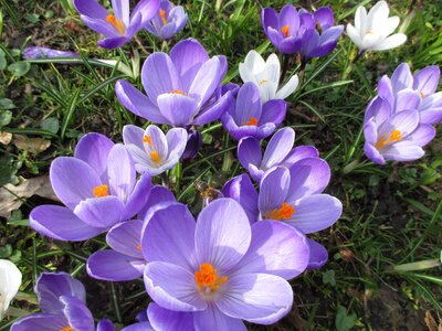 Crocus fragrance purple flower photo