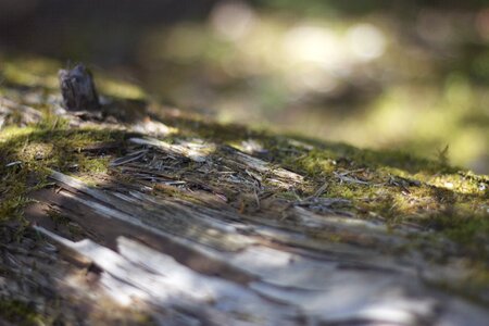 Weathered rotten wood